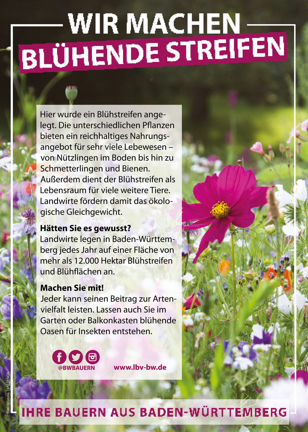 Feldrandschilder Blhstreifen