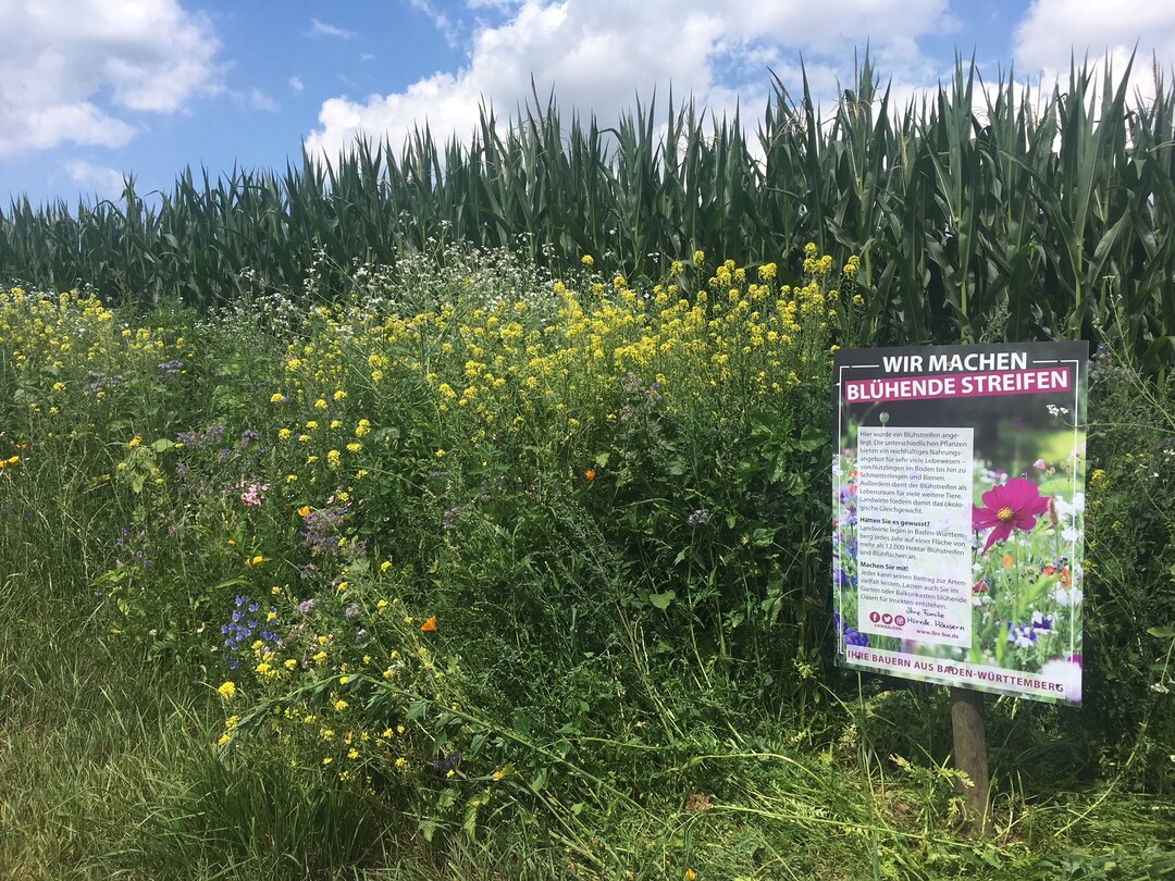 Blhstreifen in Ummendorf Kreis Biberach