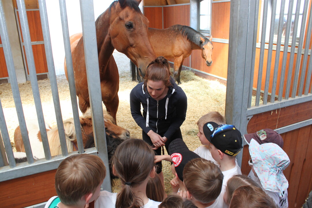 Im Stall bei Pferd und Pony