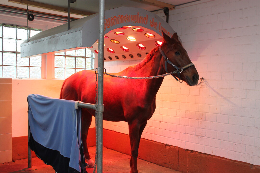 Service frs Pferd. Solarium zum Mustkelaufwrmen